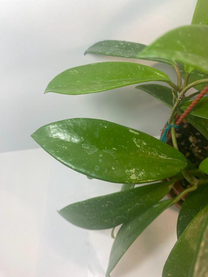 Hoya Pubicalyx Splash Indoor Plant With Free Hanger Silver Speckled Leaves 20 Percent Off