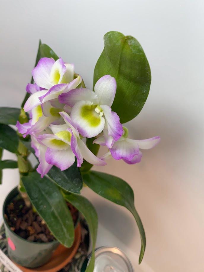 Dendrobium Nobile Violet Fizz Orchid with blooms I Subtle fragrance I Only one