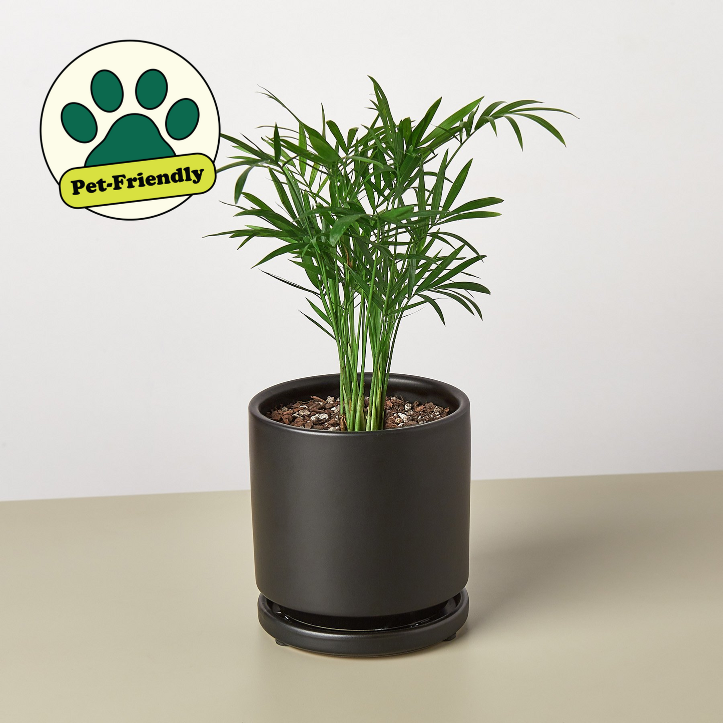 Parlor Palm I Thrives in low light conditions and is also an excellent air purifier.