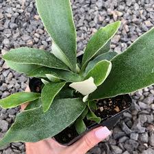 Staghorn Fern in a 4 inch pot ready for mounting! She even has a fancy name...Platycerium Bifurcatum! So fun to grow!