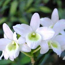 Compact Dendrobium Nobile Angel Baby Orchid established and potted - not in bloom. The flowers of this variety are white with a yellow throat. Buds form at the joints of the canes in clusters that produce sweetly fragrant flowers.