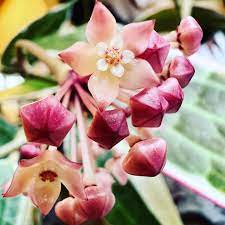The Hoya Macrophylla 'Variegata' is a stunning plant, loved for its large, glossy leaves with creamy-yellow variegation and soft pink accents. In the right conditions, this slow-growing climber or trailing beauty rewards with fragrant, star-shaped white flowers tinged with pink, making it a treasure for Hoya lovers.