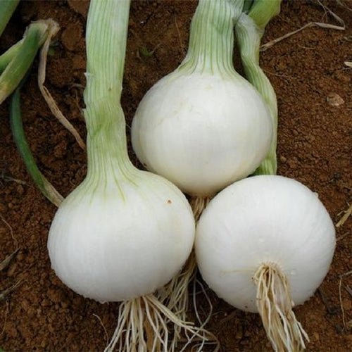200 Seeds White Sweet Spanish Onion, Allium Cepa, Large Mild Bulbs for Cooking