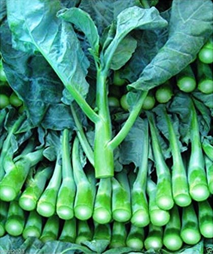 500mg Wan Shen Kailan Seeds Brassica oleracea | Chinese Broccoli Variety | Tender Stalks, Sweet Leaves & Edible Flower Buds