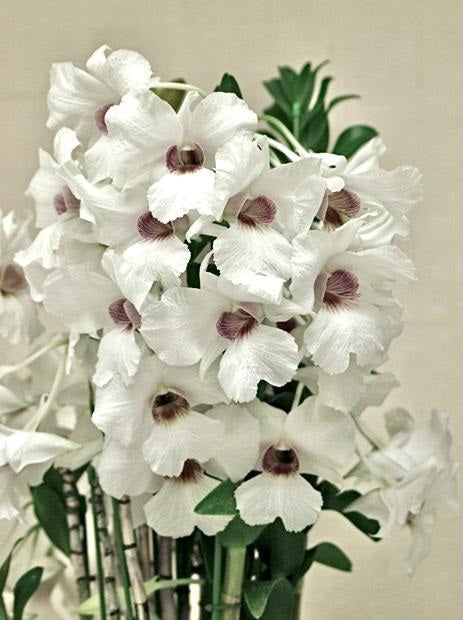 Orchid Stuff Plus Gift Card