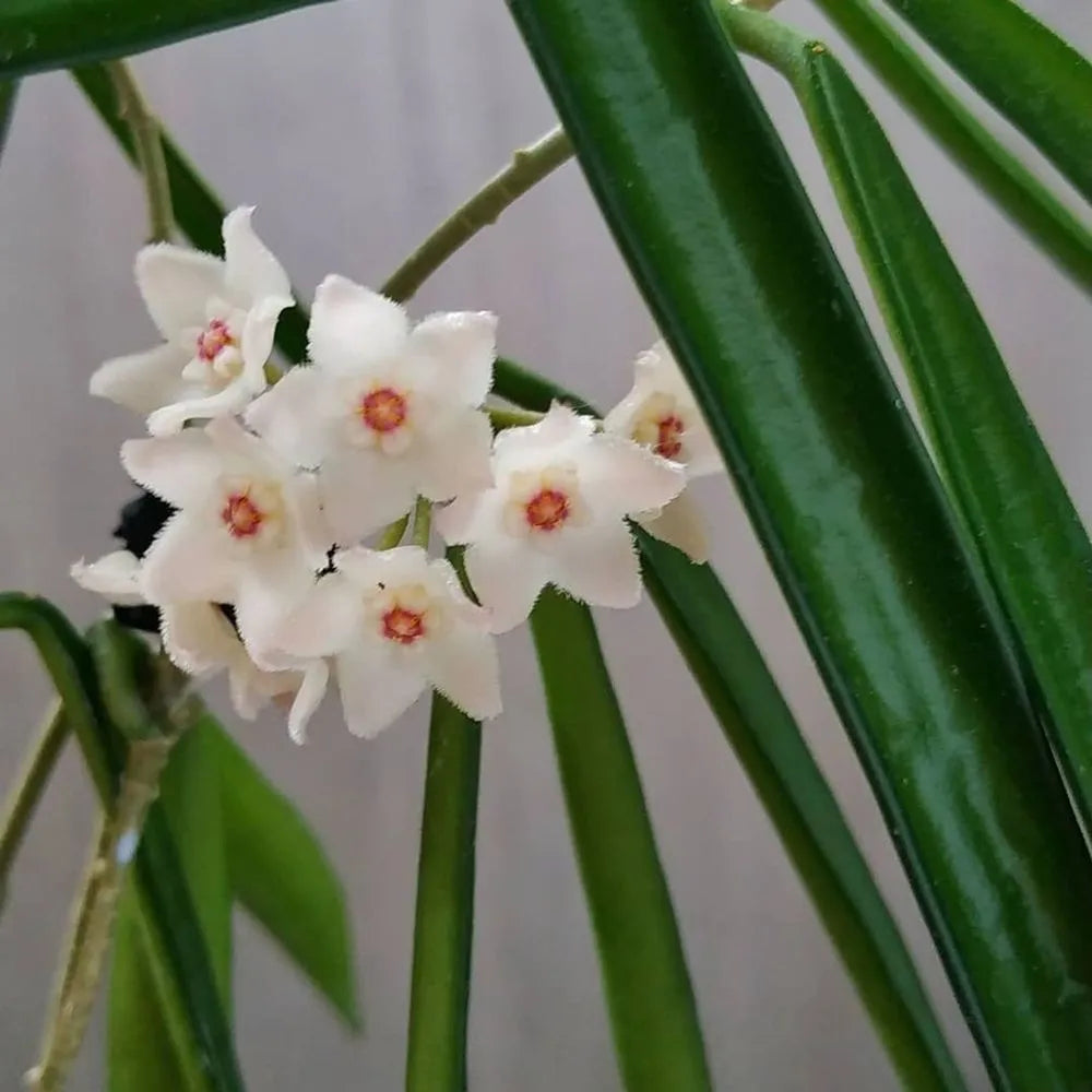 Hoya Shepherdii (not in bloom) also lovingly known as the string bean plant, for its waxy, green bean shaped leaves. Like other Hoyas, this plant will enjoy bright dappled light and high humidity. Blooms are small and pink and appear in spherical clusters.