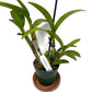 Dendrobium Hawaiian Punch Orchid in a 4 inch pot! An easy care Dendrobium Orchid with an amazing long lasting bloom!