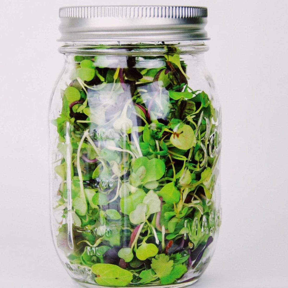 Microgreens de mezcla de especias del sur 8 gramos