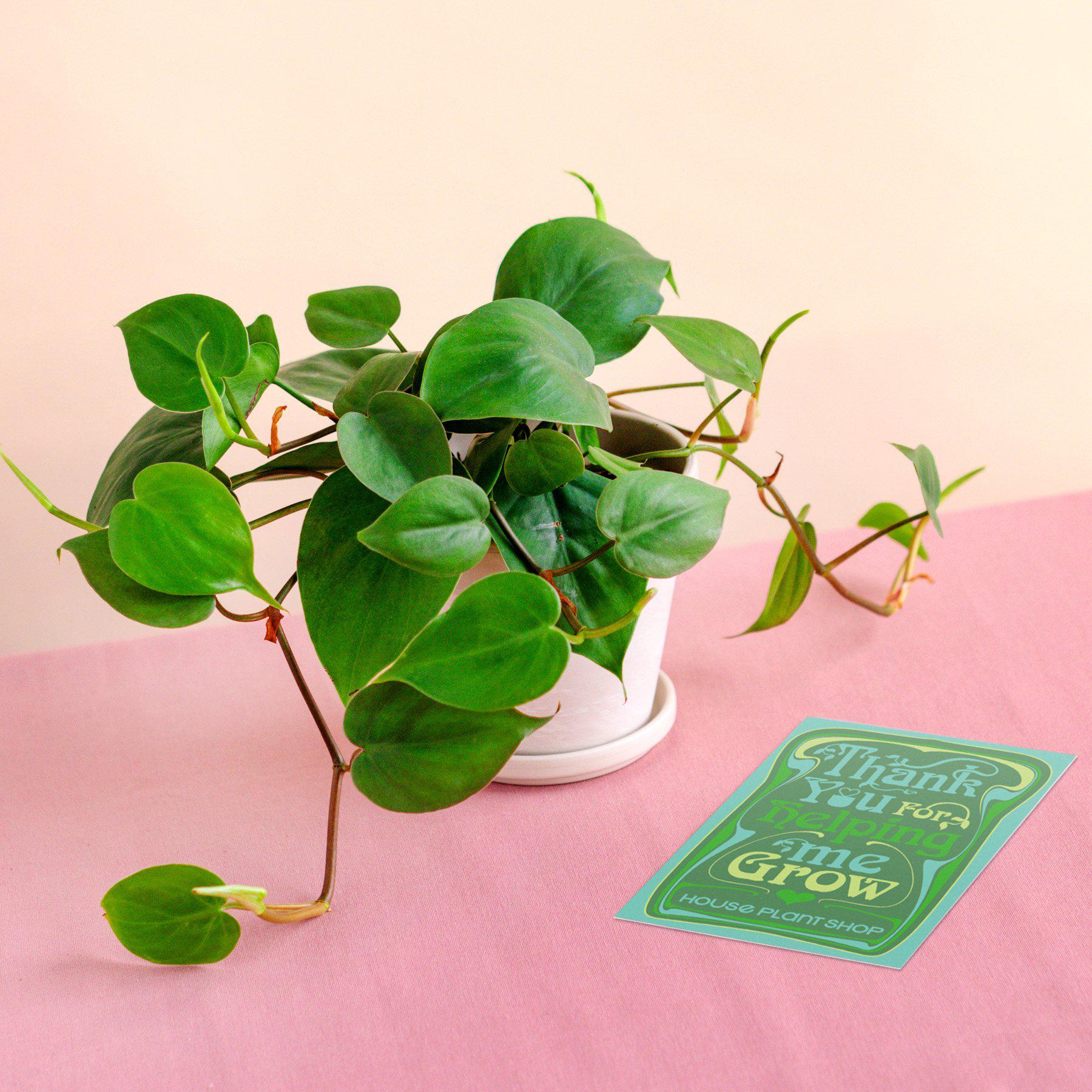 Pre-Potted Philodendron Cordatum Heartleaf