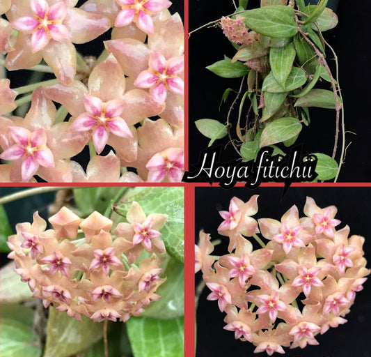 Hoya Teacup Anemone Fitchii