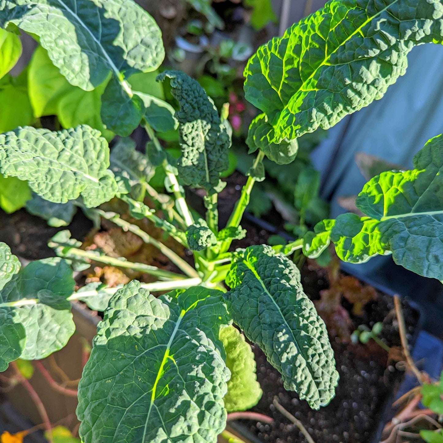 Organic Kale Seeds