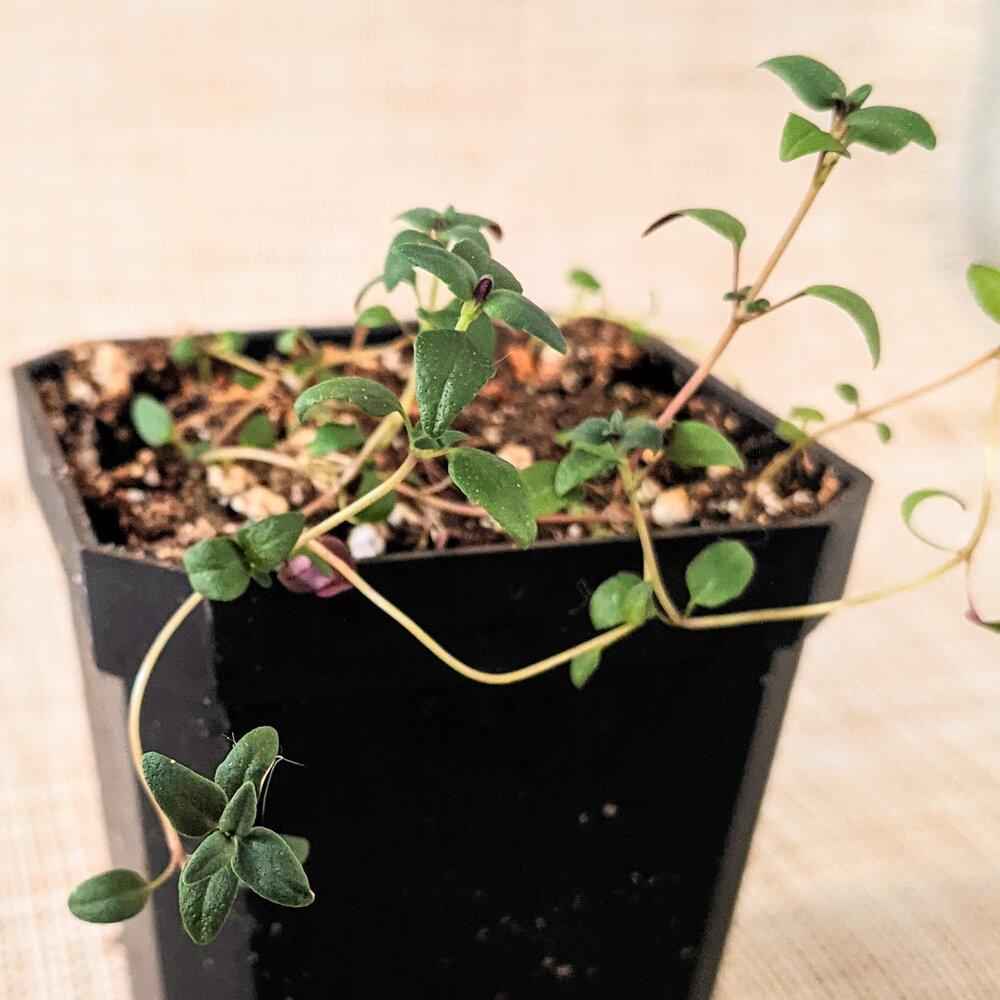 Organic Thyme Seeds