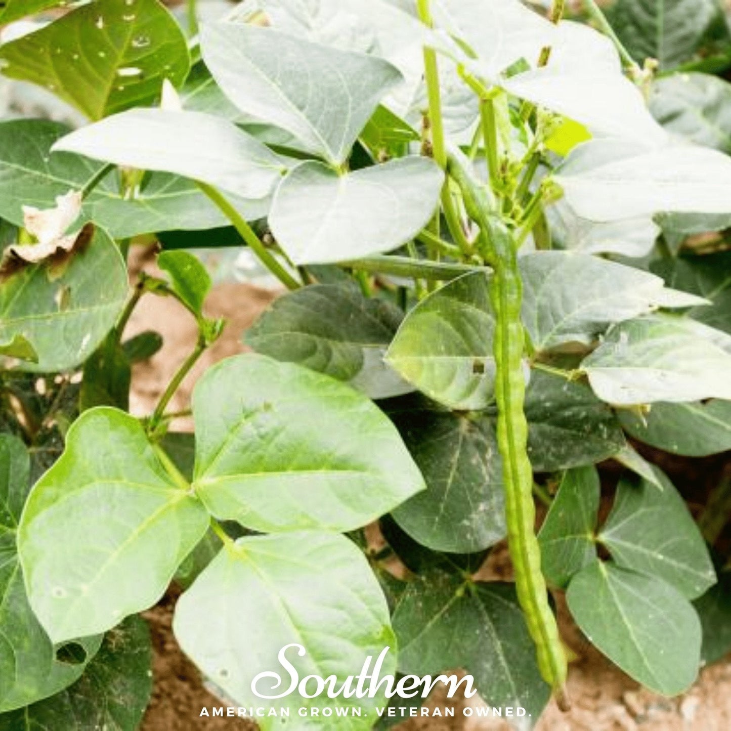 California Blackeye Peas – 20 Seeds
