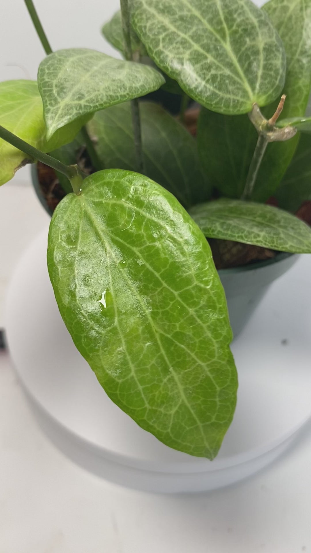 Hoya Teacup Anemone Fitchii