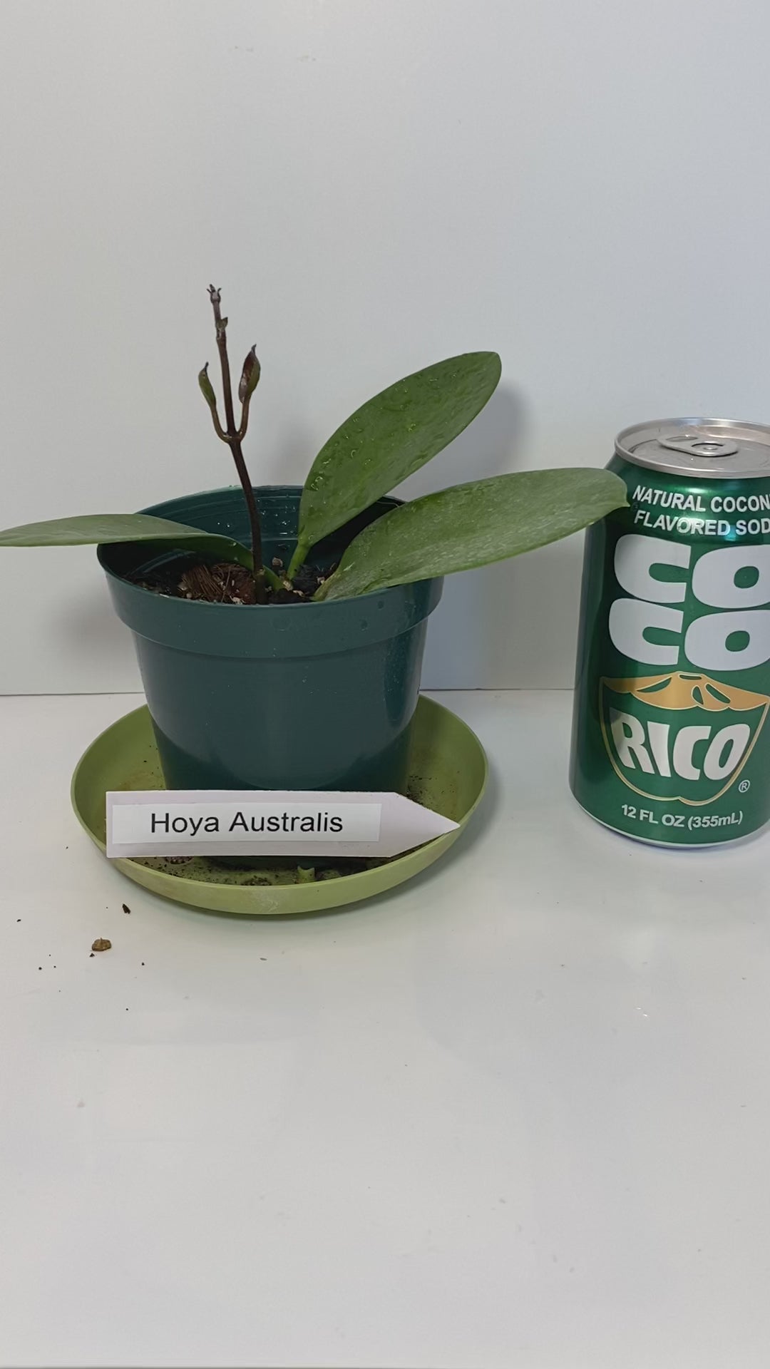Hoya Australis potted and established