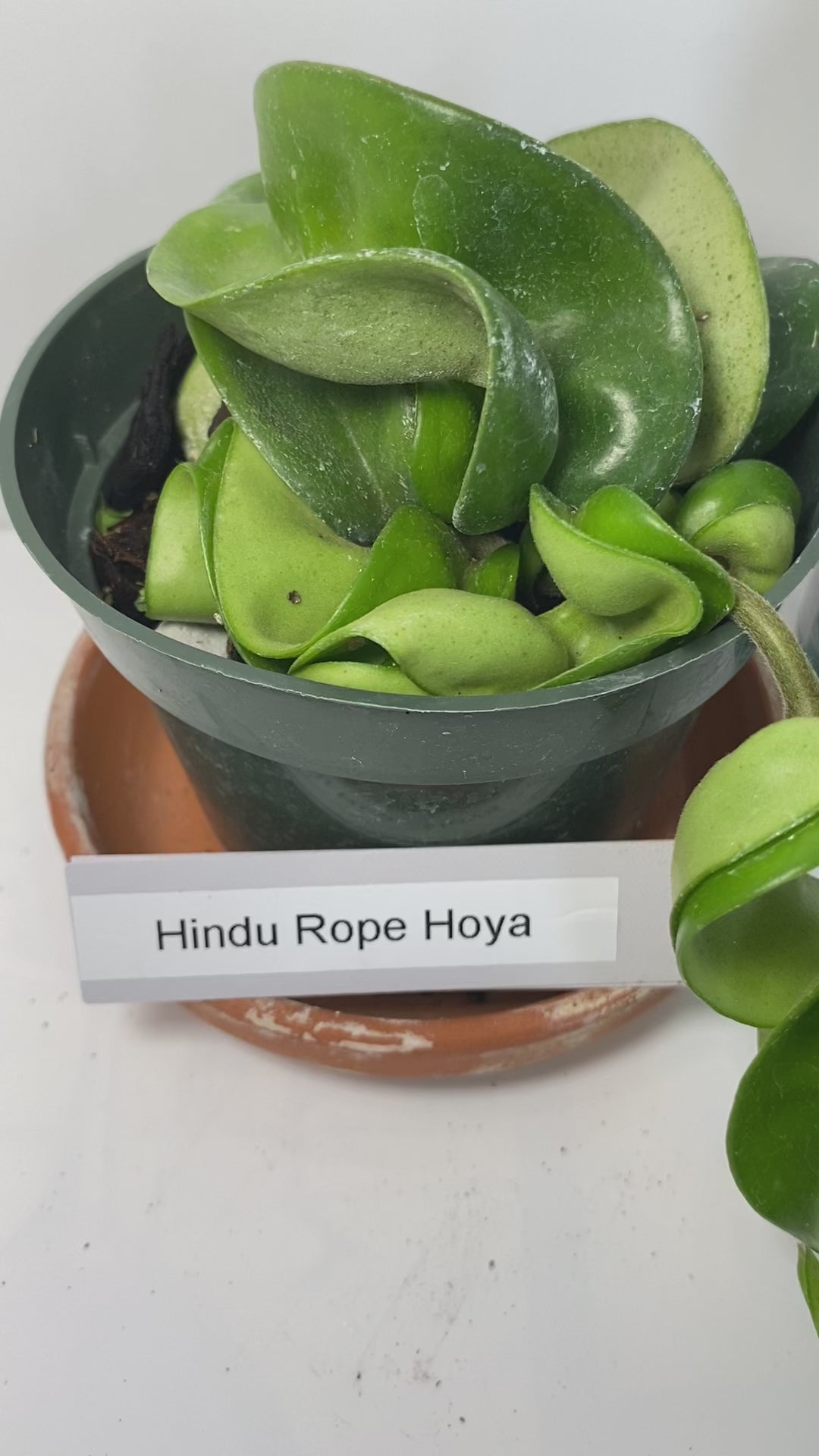 The Hindu Rope Plant (not in bloom) is an exotic house plant native to the far east. It is rather easy to grow and can reach lengths of over 8 feet! The plant is easy to grow. It does best in a filtered light window and watered when dry. It is great in a basket for hanging. 