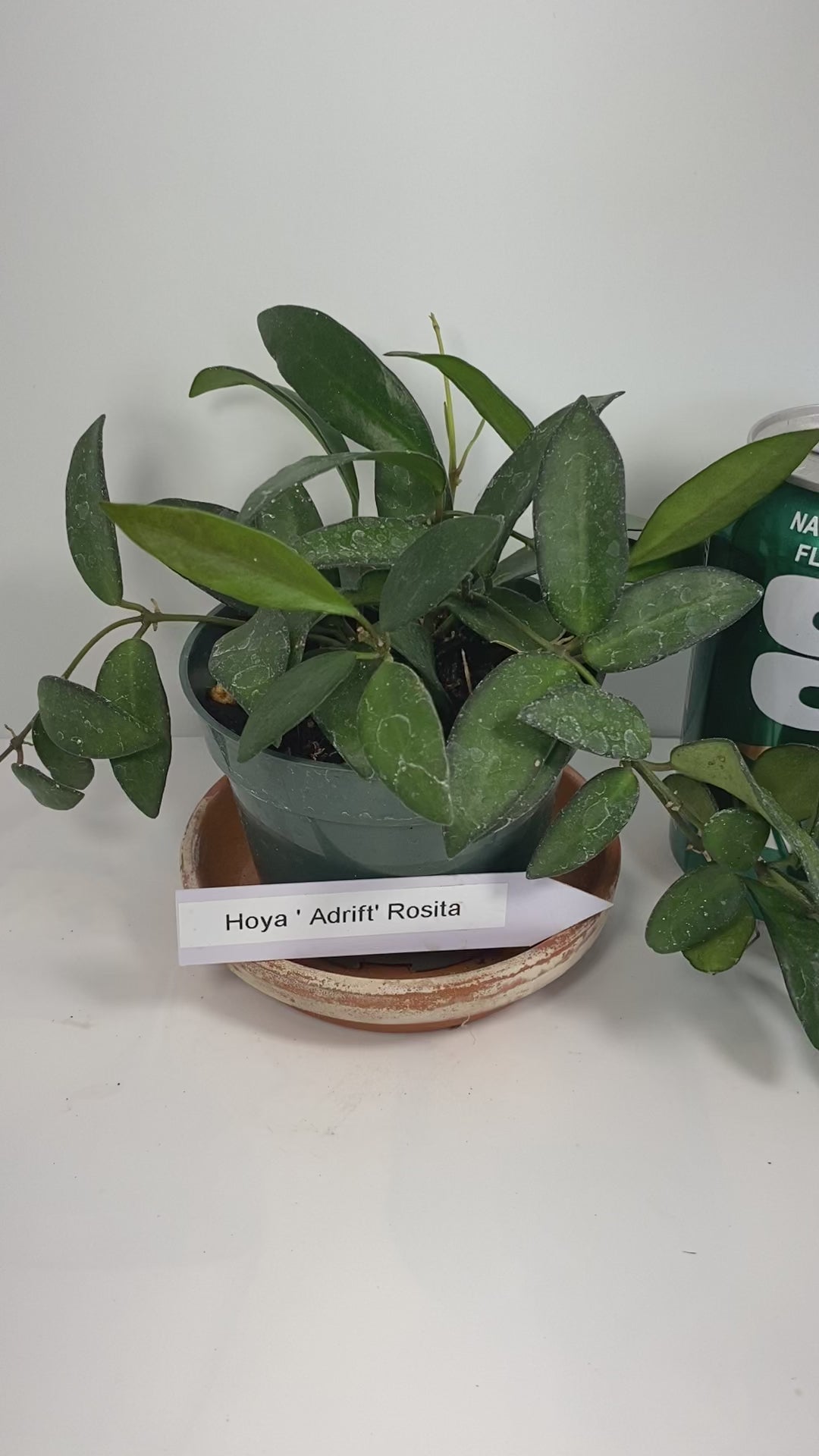 Hoya Rosita is a rare, hybrid flowering plant that's part of the Hoya family. It's a cross between Hoya Wayetii and Hoya Tsangii.   