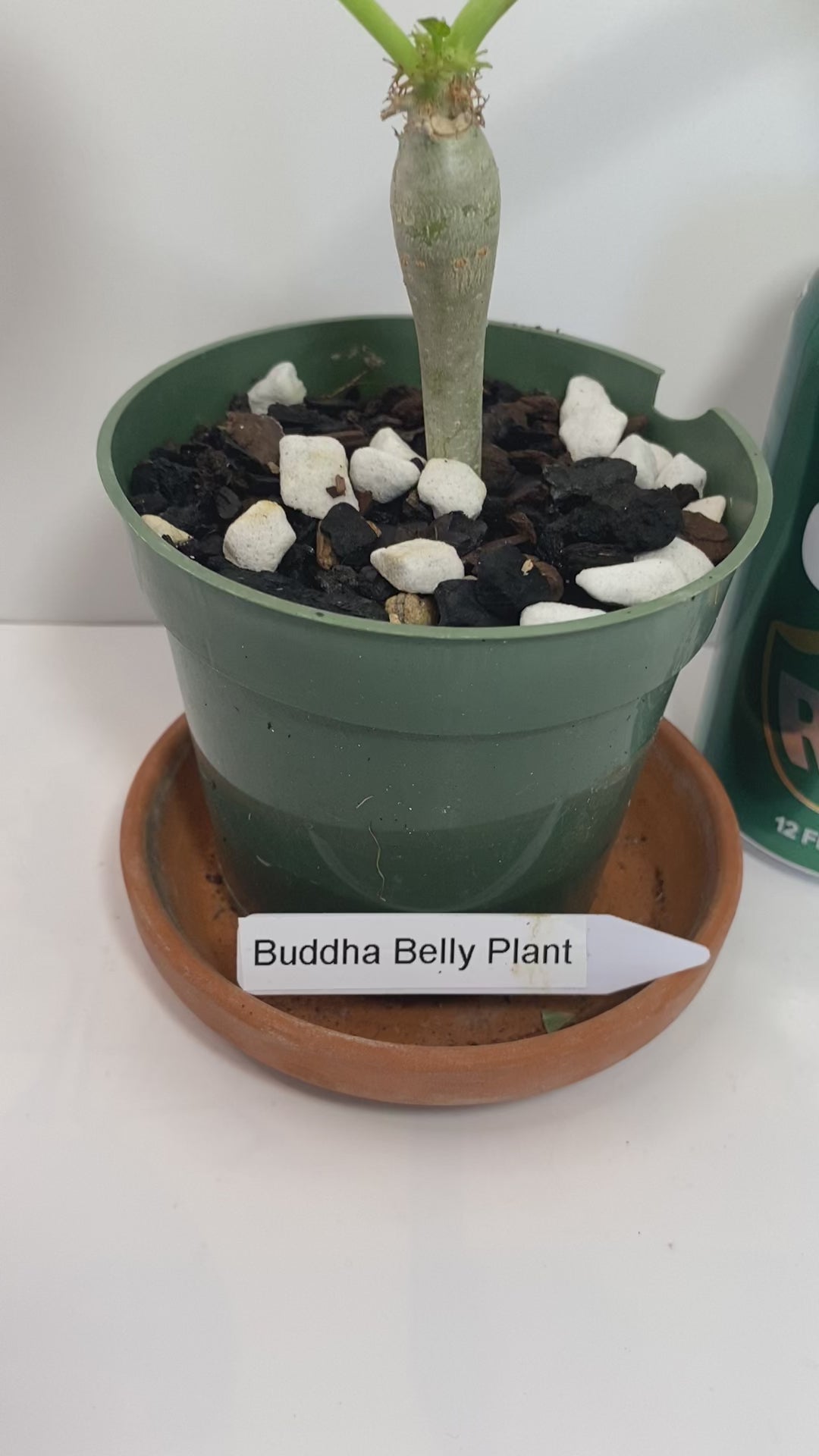 Buddha Belly Bush starter plant - Jatropha podagrica - very hard to find and very limited supply! Tough little bugger that grows a big belly! She loves the sun!