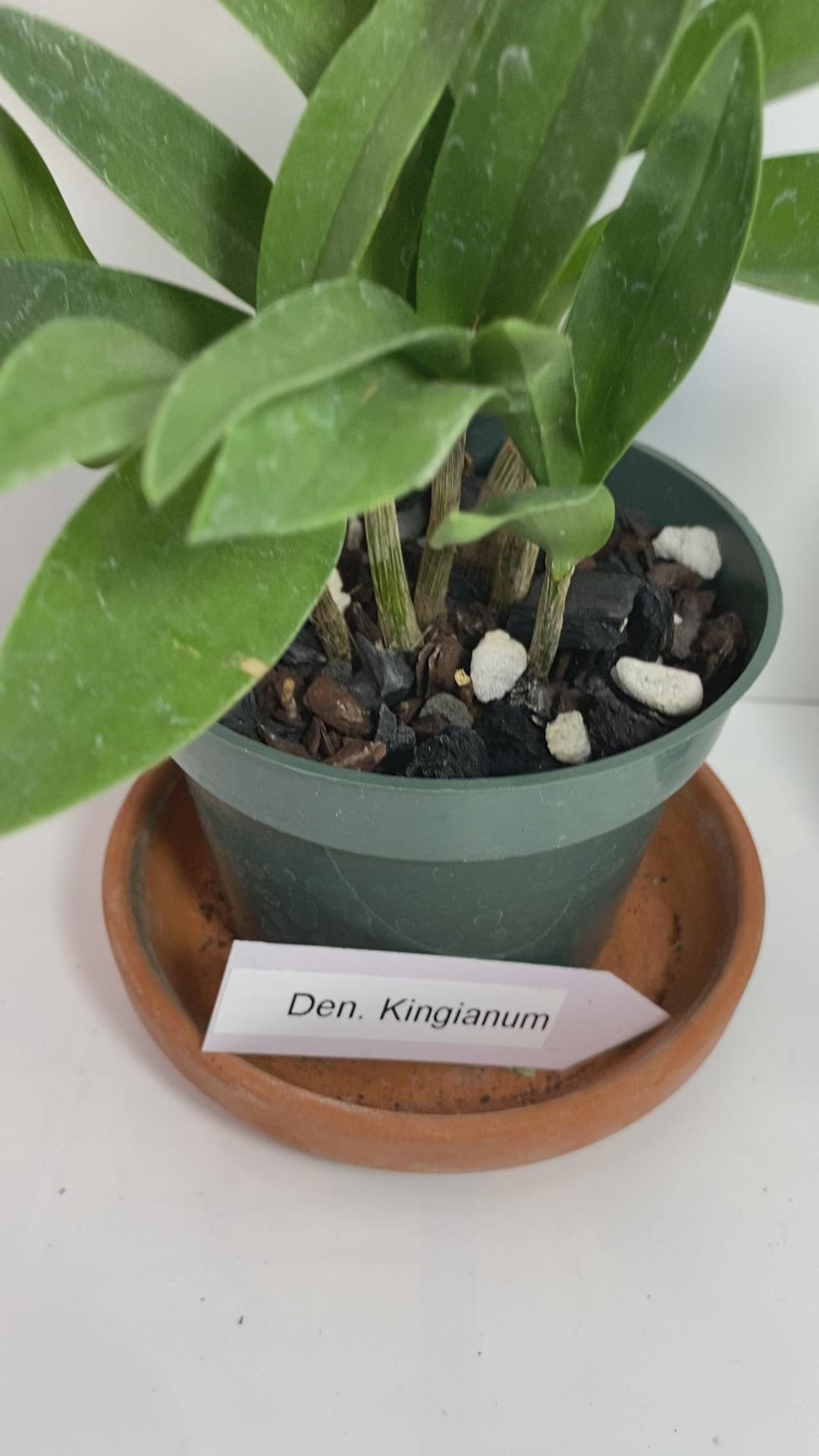 Compact Dendrobium KIngianum 'Pink' Orchid NBS potted