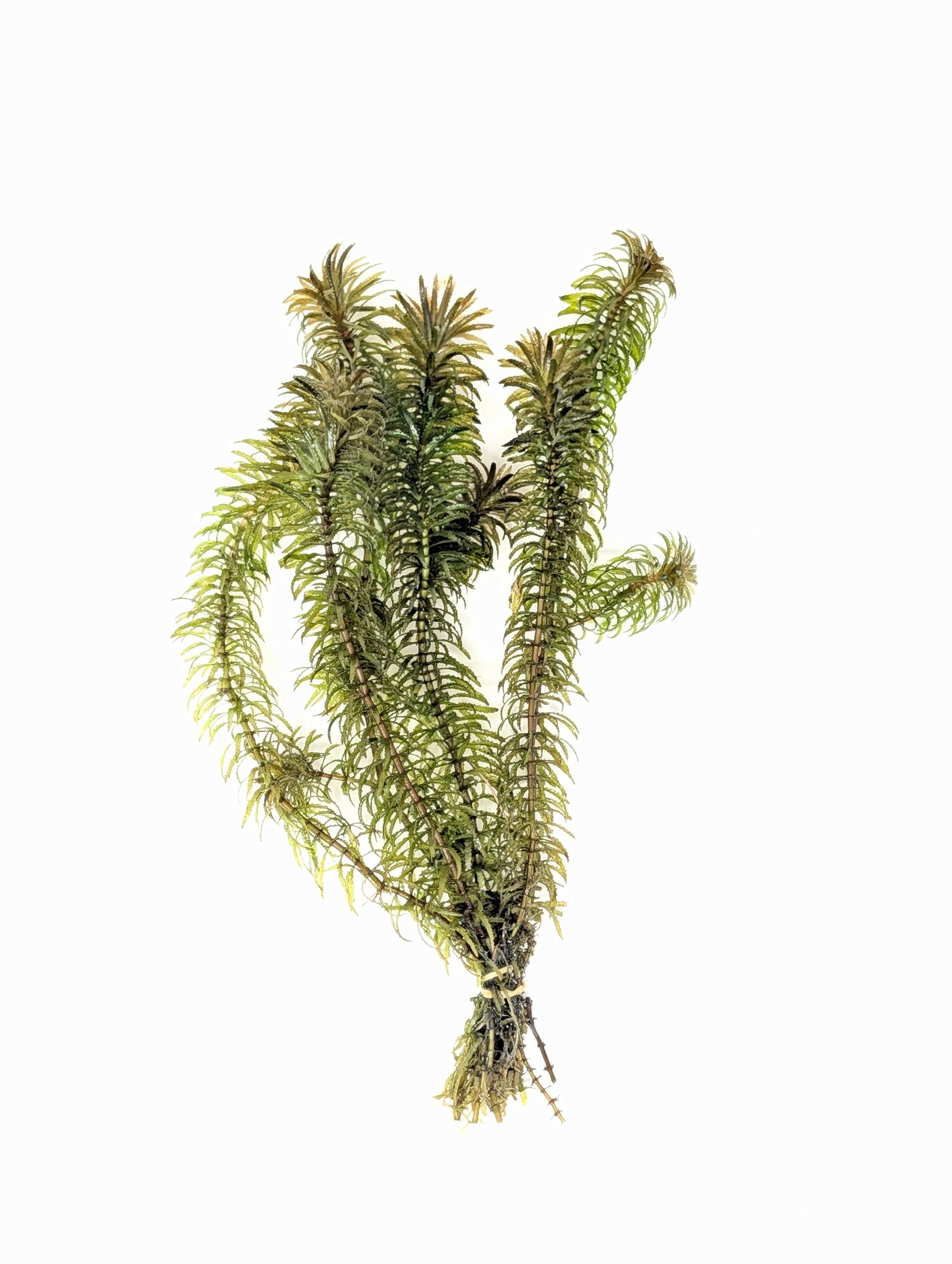 Anacharis - Elodea Najas - Water Weed