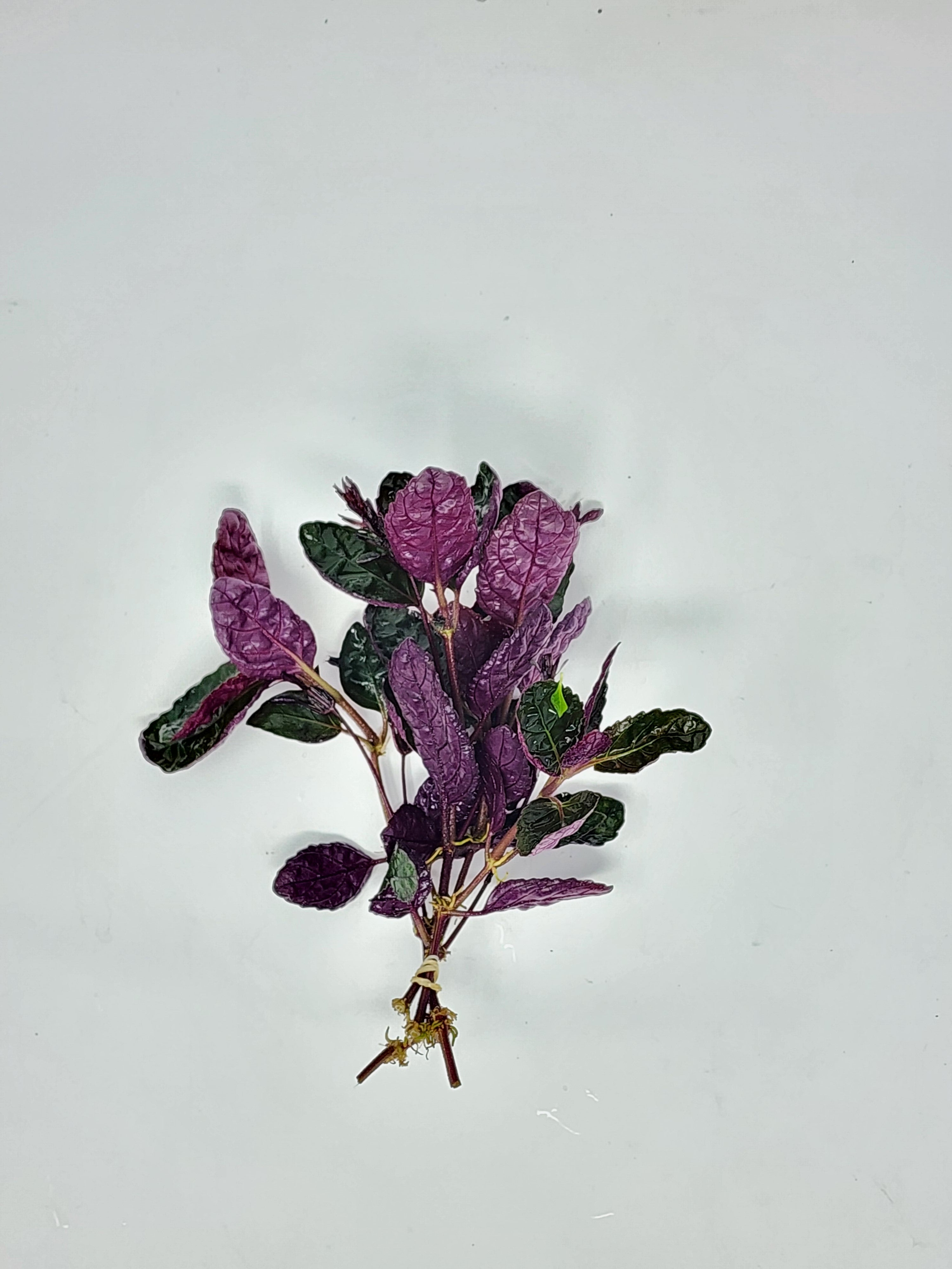 purple waffle plant terrarium Hemigraphis Exotica