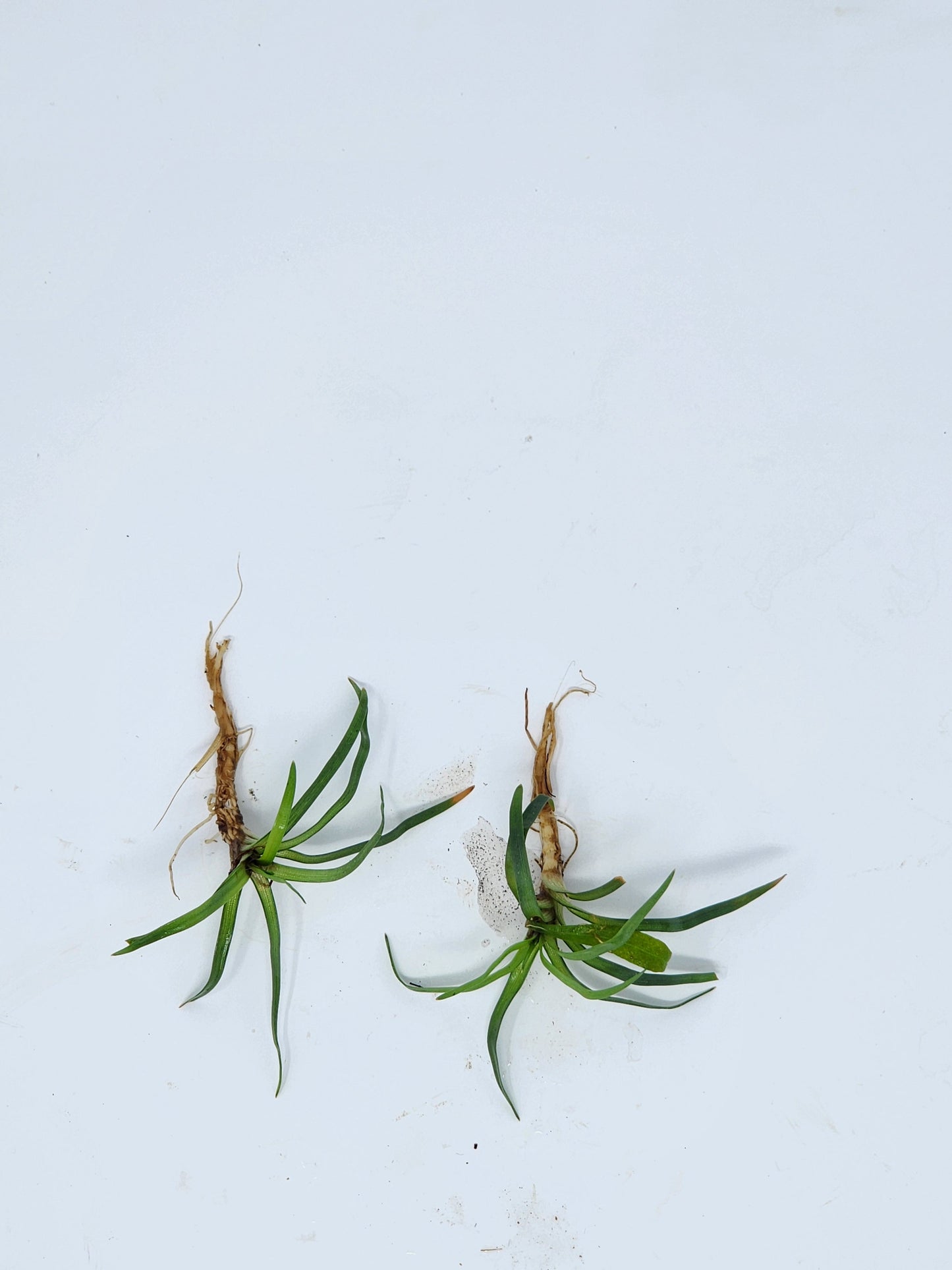 Eriocaulon Vietnam