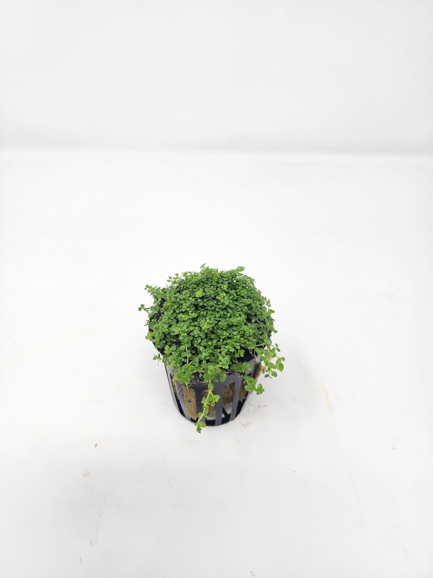 Dwarf Baby Tears (HC)