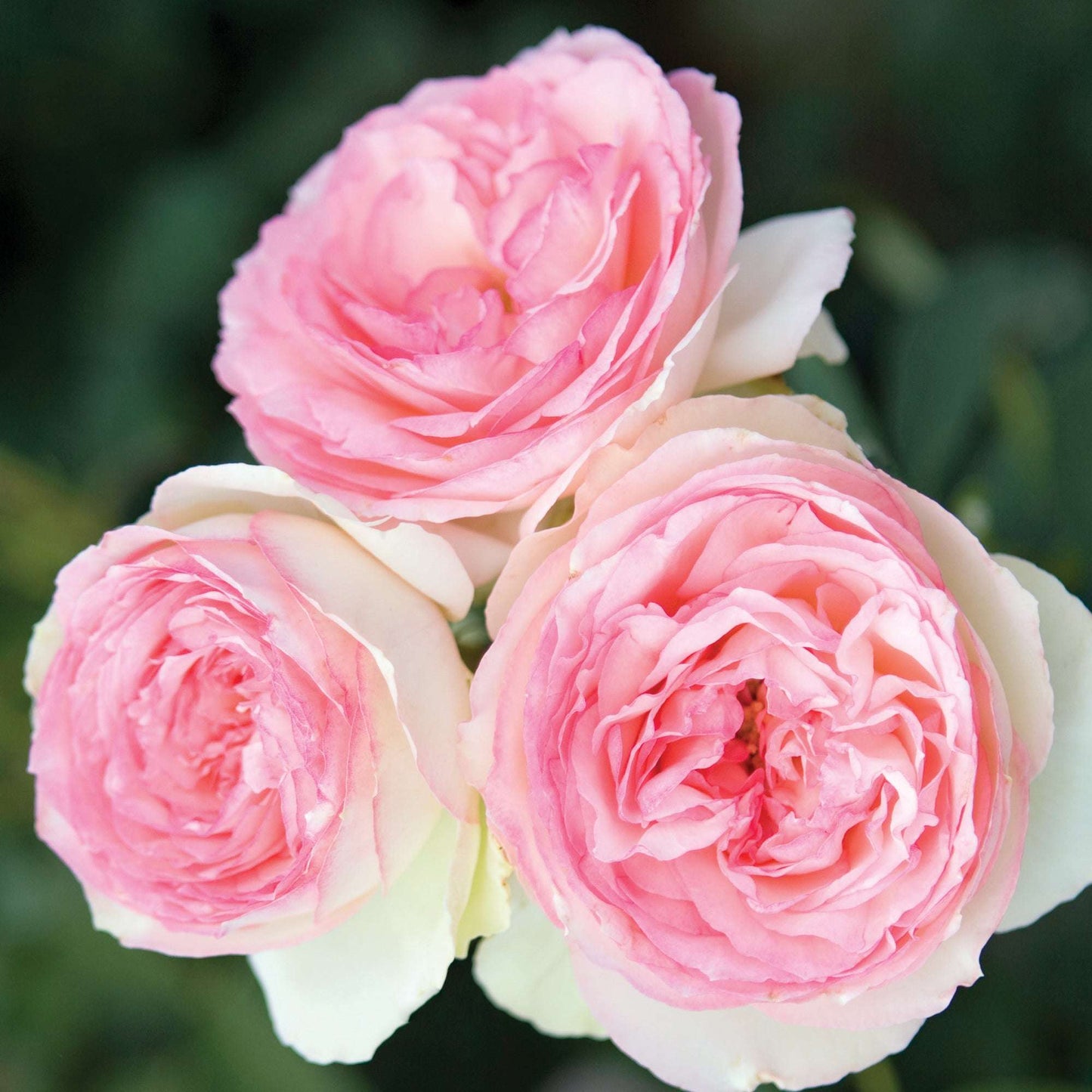 Eden Climbing Rose 1.5 Gallon Fresh Garden Living