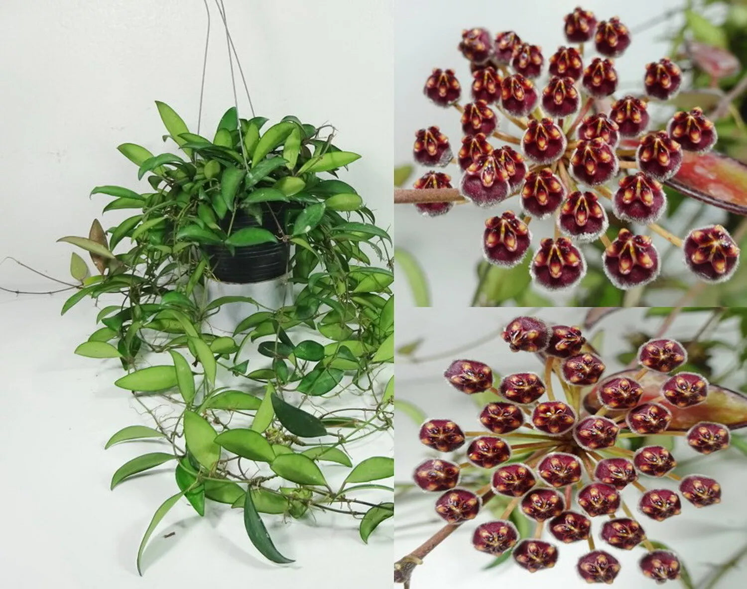 Hoya Rosita is a rare, hybrid flowering plant that's part of the Hoya family. It's a cross between Hoya Wayetii and Hoya Tsangii.   