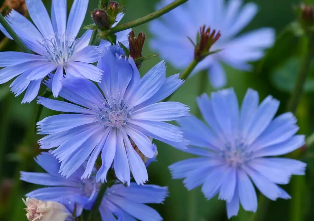 Chicory Wildflower Seeds - 1 oz Blue Flower Seeds for Planting - Cichorium intybus