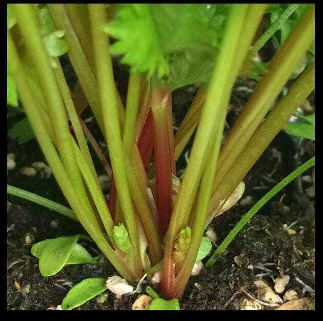 Red Celery Seeds Organic - Super Rare Redpar Cutting Variety - Non-GMO Bulk - 100 to 1000 Seeds