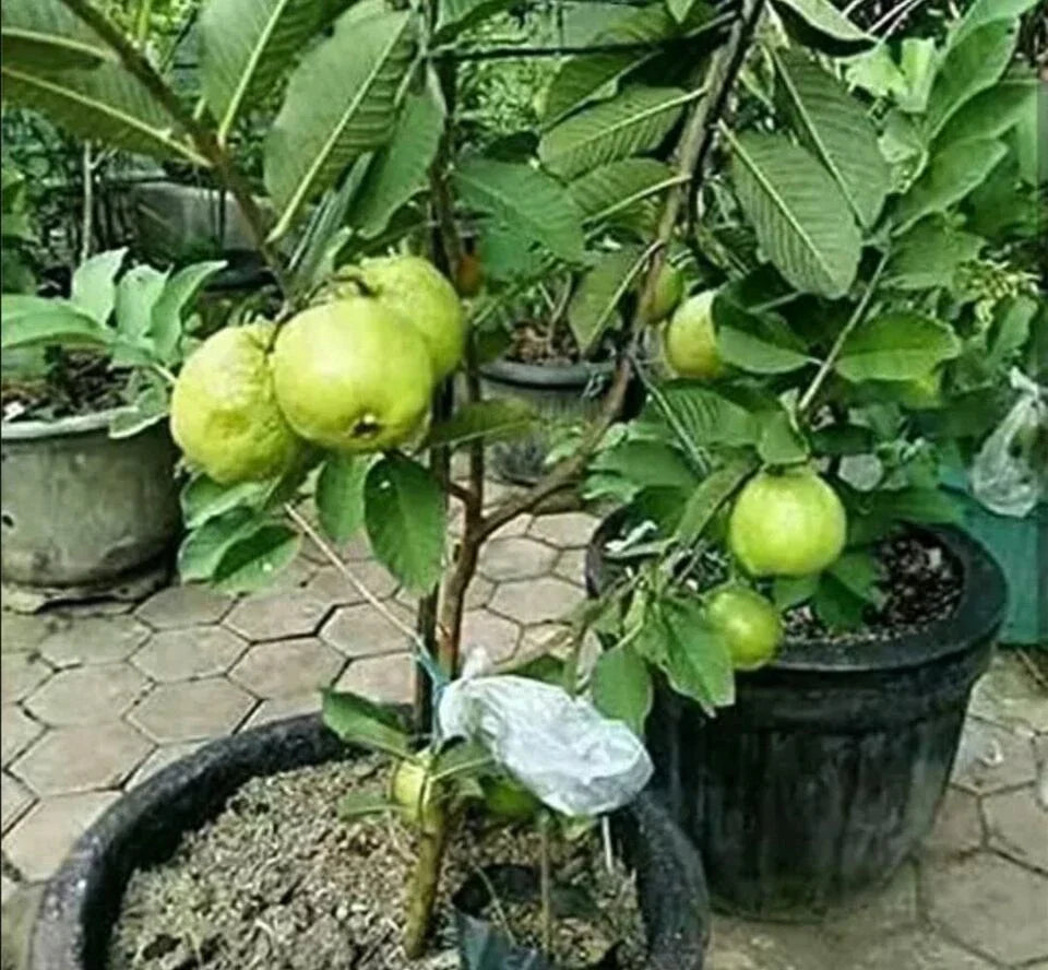Kilo White Guava Seeds | Organic Non-GMO | Sweet Delicious Variety | Psidium Guajava