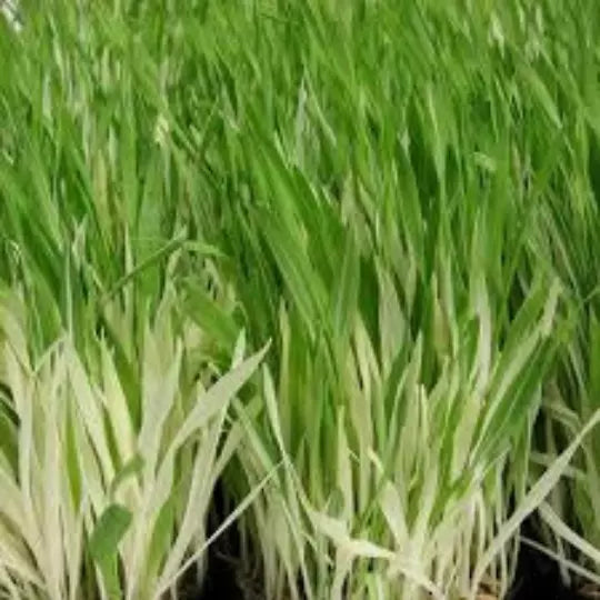 Cat Grass Seeds, 30 Seeds, Variegated Hordeum Vulgare Variegata, Organic Cat Grass for Cats