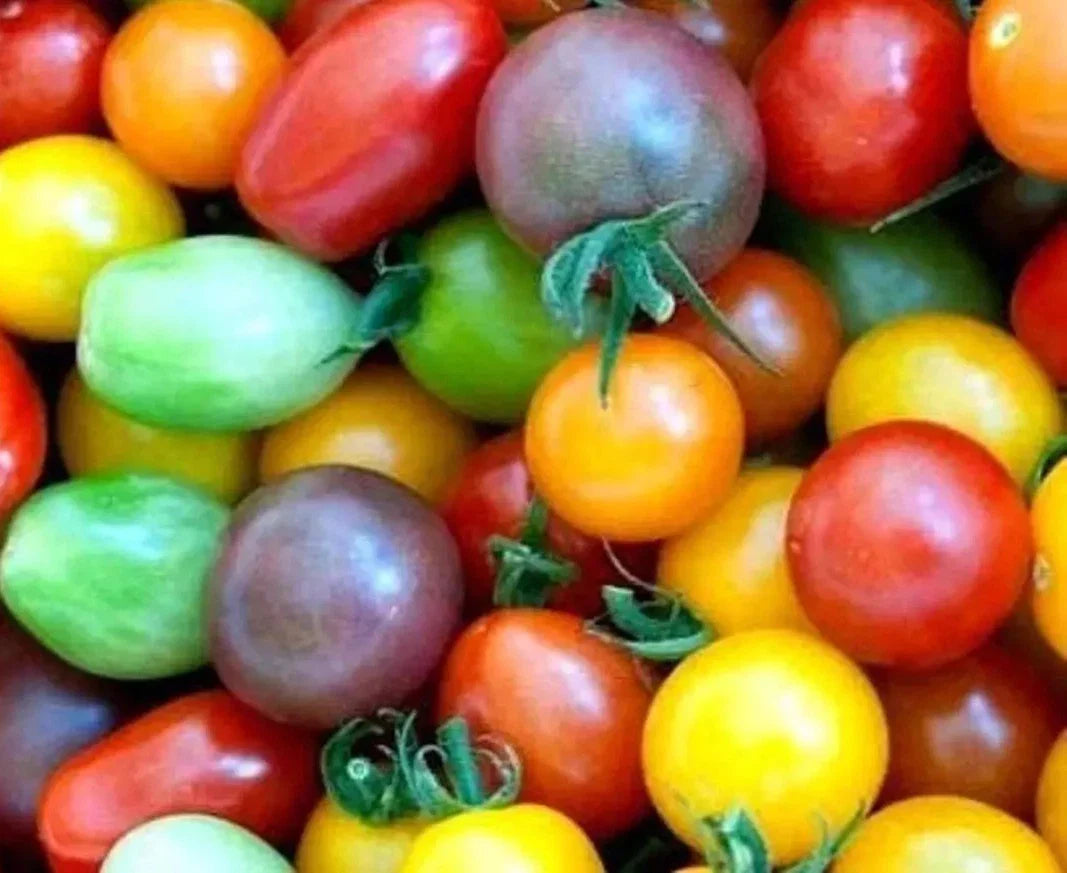 Rainbow Cherry Tomato Seeds - 60+ Heirloom Organic NON-GMO - Fresh Garden Seeds for Planting (Solanum lycopersicum)