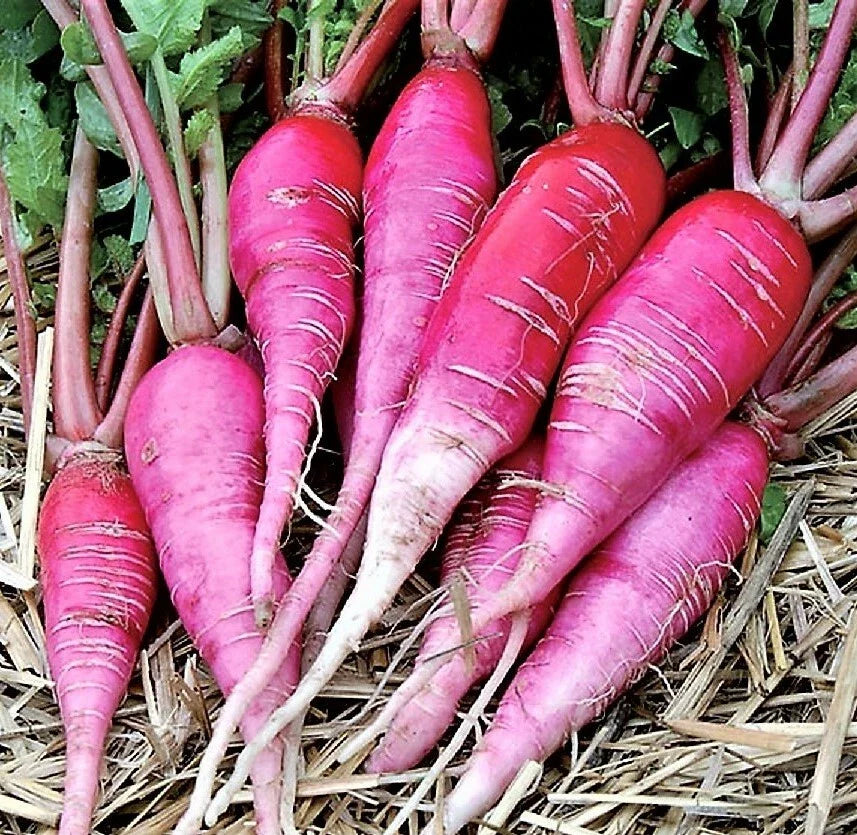 China Rose Radish Seeds - Organic Microgreens - Mild Sweet Variety - Easy to Grow Vegetable Garden