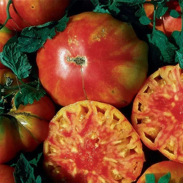 Hillbilly Tomato Seeds - 120+ Heirloom Organic Non-GMO - Rare Variety for Home Gardening - Solanum lycopersicum