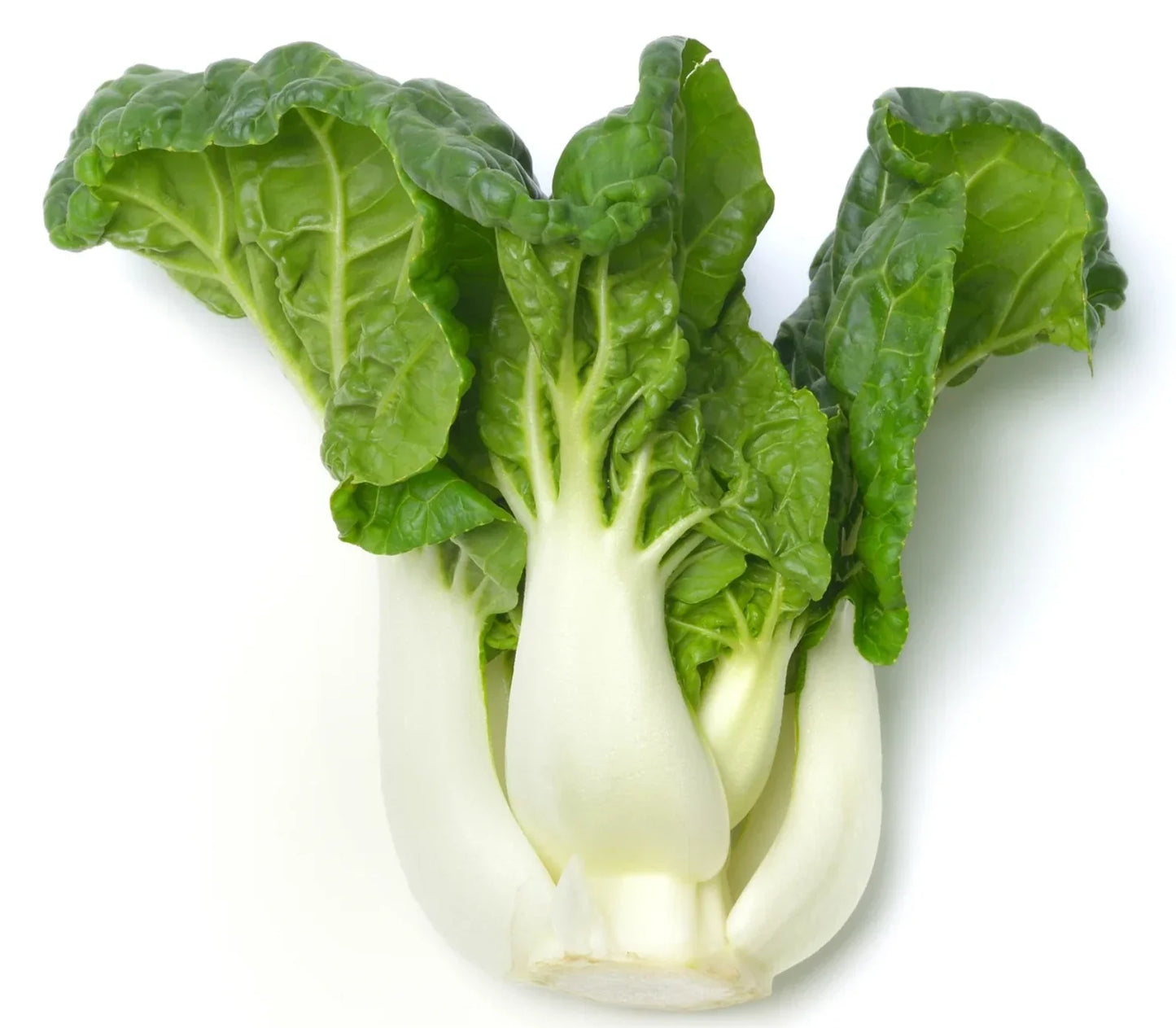 Pak Choi Seeds | Canton White Stem Chinese Cabbage | Fast Growing Vegetable Seeds | Brassica rapa