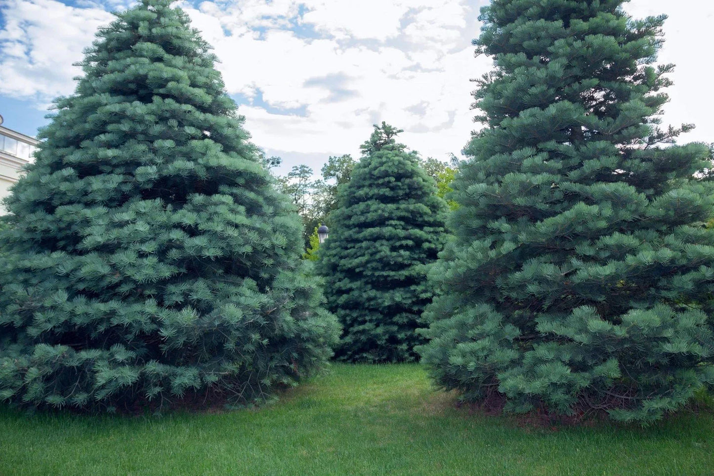 Apache White Fir Seeds for Planting | 30 Seeds | Abies concolor | Arizona Apache Variety