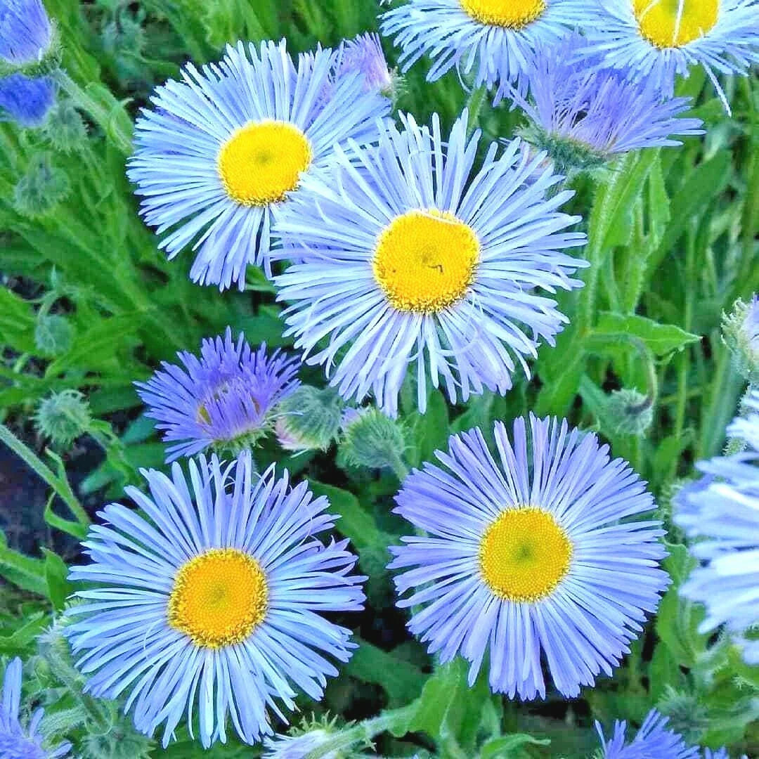 Blue Fleabane Seeds - 501+ Aspen Daisy - Native Wildflower for Containers - Drought & Cold Tolerant (Erigeron flagellaris)