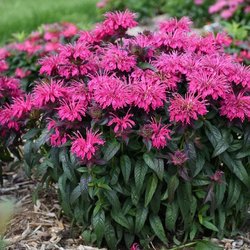 Berry Bee Balm Seeds - 100 Pack - Hummingbird Flower Seeds - Monarda didyma - US 1314