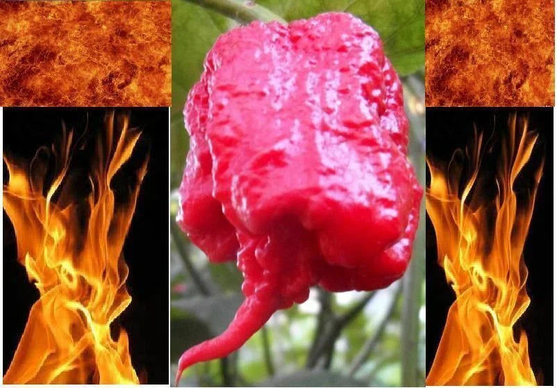 Super Hot Pepper Seeds - Carolina Reaper, Ghost Pepper, Trinidad Chili - Rare Variety Collection