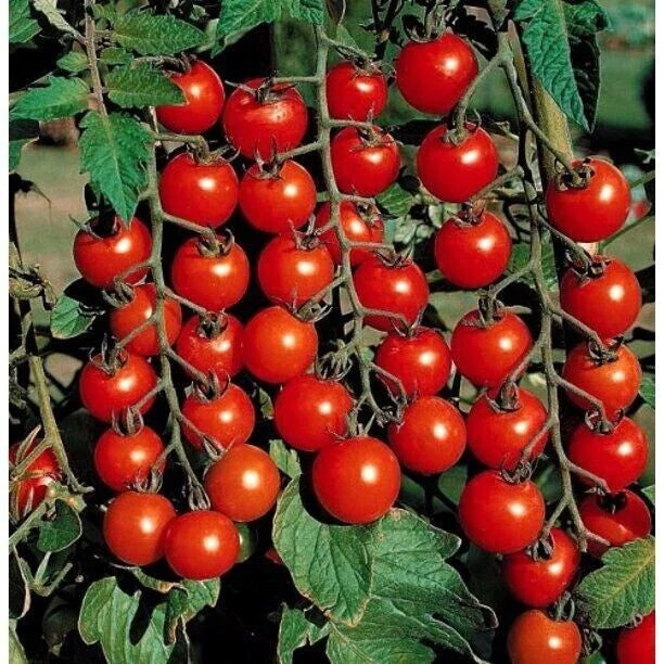 Small Cherry Tomato Seeds - Heirloom, Non-GMO, Organic - 10+ Rare Seeds - Perfect for Home Gardening