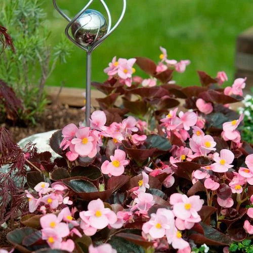 Begonia Seeds - 500 Count - Cocktail Brandy Variety - Begonia spp.