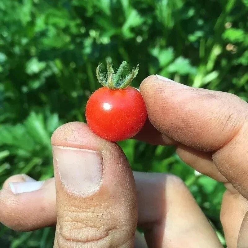 Red Currant Tomato Seeds - 10+ Heirloom Organic NON-GMO - Fresh Garden Seeds - Solanum lycopersicum