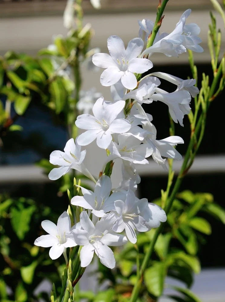 Watsonia Bulbs 6 Pack White Snow Queen Bulbs (Watsonia spp.) for Garden Planting
