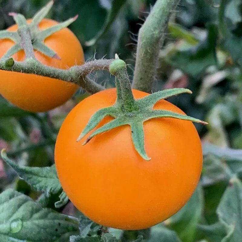 Orange Cherry Tomato Seeds - 120+ Heirloom, Organic, Non-GMO - Rare Variety for Home Garden - Solanum lycopersicum