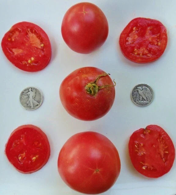 Arkansas Traveler Tomato Seeds - Heat Resistant - +25 Seeds - Solanum lycopersicum