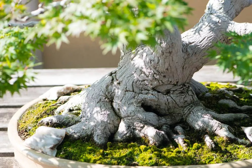 Japanese Maple Bonsai Tree Seeds - Premium Prized Variety - Acer palmatum
