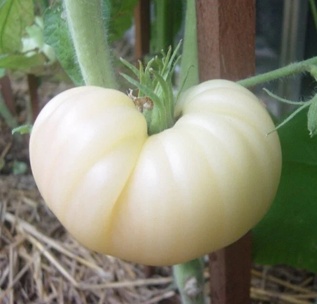 Great White Tomato Seeds - 30+ Heirloom Organic NON-GMO Beefsteak Variety - Rare Gardening Seeds