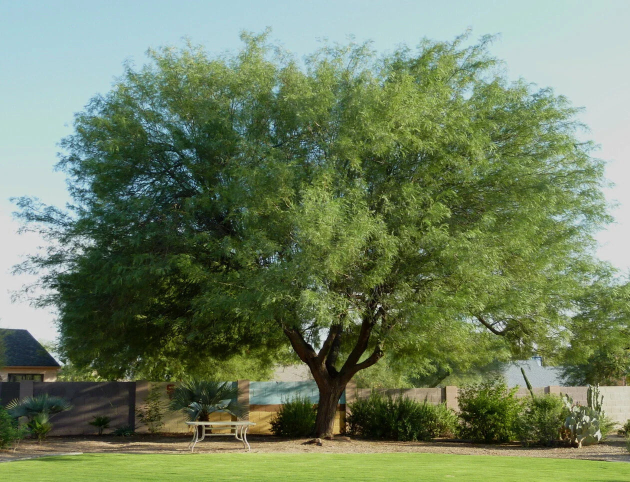 Maverick Honey Mesquite Seed Pods - Thornless Variety (Prosopis Maverick) - 10 Pack for Planting